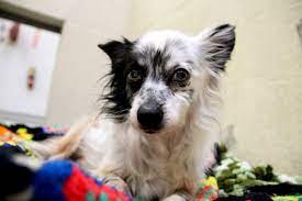 What are the best pet adoption sites? The Call Has Been Answered Animal Shelters Across The U S Are Emptying Amid Coronavirus Pandemic