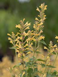 Attractive to hummingbirds, butterflies and all pollinators. Stauden Stade Versand Shop Agastache Mexicana Kudos Yellow Mexiko Duftnessel Hier Bestellen