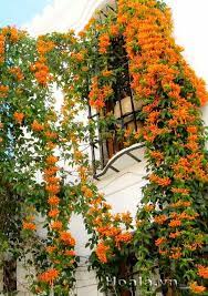 pin by flowers in heart on yellow flowers flowering creepers garden design plans beautiful flowers