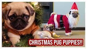 Brindle pug puppies looking for forever homes; Christmas Pug Puppies Doug The Pug Youtube
