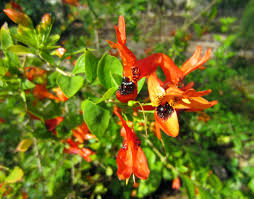 Image result for Ruttya fruticosa