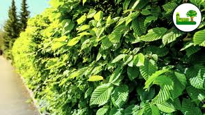 Wird auf das schneiden verzichtet, wird die hecke später kahl und durchsichtig und bietet keinen schönen anblick. Hainbuchenhecke Infos Bilder Vor Und Nachteile Garten Leber Blog