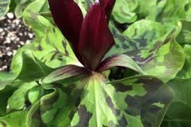 Image result for Melianthaceae