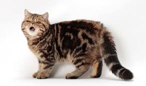 It arrived in america in the early 1900s. Exotic Shorthair Cat Breed Information