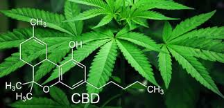 Image result for high potency marijuana