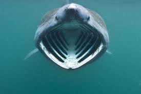 Maybe you would like to learn more about one of these? Inside A Basking Shark S Mouth Natureismetal