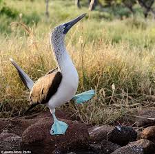Bird With Blue Feet Galapagos Pin On Boobie