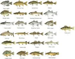 Freshwater Fish Types Freshwater Fish Fishing Chart