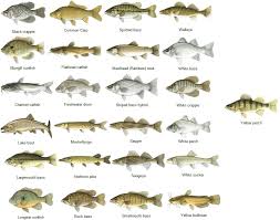 Freshwater Fish Species Freshwater Fish Fishing Chart