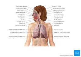 There are various causes for pain around rib cage and the presentation of symptoms also varies according to the cause. Anatomy Of Breathing Process And Muscles Of Respiration Kenhub