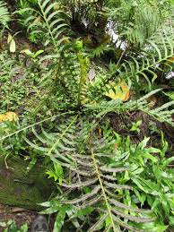 Image result for Blechnum attenuatum