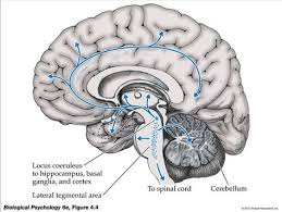 Pin On Mind Of The Brain