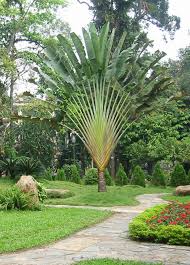 Bird Of Paradise Palm Plant Ravenala Madagascariensis Commonly Known As Traveller S Tree Or Traveller S Palm Is A Species Of Plant From Mada Jardinagem E Paisagismo Jardinagem Palmeiras