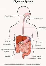 The digestive system breaks down food to release nutrients. Digestive System Pictures For Kids Koibana Info Human Digestive System Inflammatory Bowel Disease Digestive System