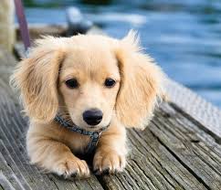 Dachshund in field with orange and yellow daisies. Pin On Doxies