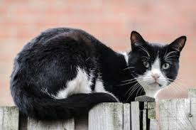 Unfortunately, distemper can strike cats young, old and others in between. What Is Distemper In Cats Canna Pet