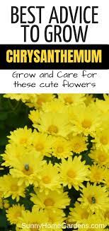 How To Grow And Care For Mums Chrysanthemums Caring For Mums Chrysanthemum Growing Mums Flowers