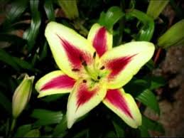 Download this free photo about beautiful blonde with lily flower, and discover more than 10 million professional stock photos on freepik Beautiful Lily Flower Pictures Youtube