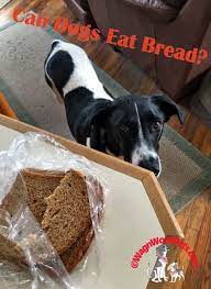 Can Dogs Eat Bread Can Dogs Eat Dog Eating Organic Dog Treats
