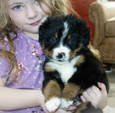 White great dane sale