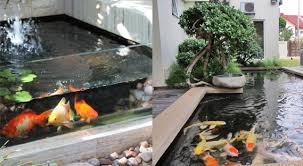 Nah, di bawah ini ada berbagai macam gambar ikan yang perlu kamu tahu, lho. Desain Kolam Ikan Hias Informasi Ikan Hias Air Tawar Dan Laut Ikanhiasku Net