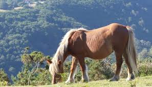 Check spelling or type a new query. How Much Does It Cost To Own A Horse Budget Well