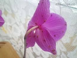 Image result for puklice na orchideích obrázek