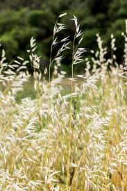 Image result for Grona barbata