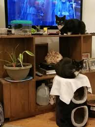 Tybalt Top Walter Bottom Amp Fishy Fishy Trash Can Fishy Cats