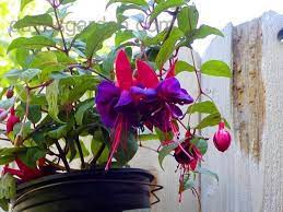 Plantfiles Pictures Double Fuchsia Voodoo Fuchsia 2 By Zanymuse House Plants Plants Cool Stuff