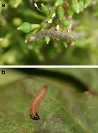 Wineries that employ evineyard software can easily lower costs of grape production, raise the quality. Biological Protection Against Grape Berry Moths A Review Springerlink