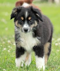 German Shepherd Pitbull Mix Black And Brown Lovely Miniature Australian Shepherd Photo Australian Shepherd Puppies Australian Shepherd Dogs Miniature Australian Shepherd