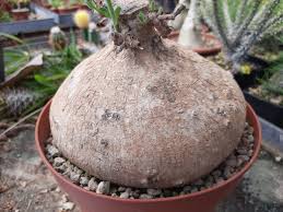 Image result for Raphionacme lanceolata