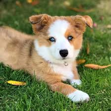 Corgi puppies st george utah. Is The Australian Shepherd Corgi Mix A Good Family Dog K9 Web