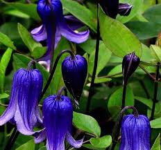Image result for Clematis pulchra