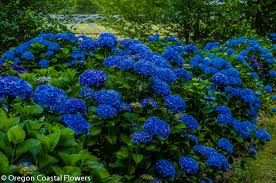 Get it as soon as mon, jul 19. Vivid Dark Blue Hydrangea Flowers Oregon Coastal Flowers