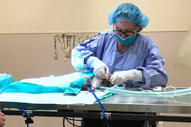 To get started, please click the pet's profile you are interested in, read the profile and then click the questionnaire at the bottom of the page to start your. For The Love Of Cats Local News Bend The Source Weekly Bend Oregon