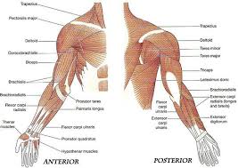 It can be divided into the upper arm, which extends from the shoulder to the elbow. Anatomy For Belly Dance Muscles Of Upper Limb Muscle Anatomy Shoulder Muscle Anatomy
