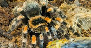 Spiders of the world are fascinating creatures. How Long Can Spiders Live Without Food Woodypet Com