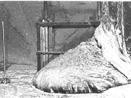 Chernobylite is a technogenic compound, a crystalline zirconium silicate with a high (up to 10%) content of uranium as a solid solution. David Bressan On Twitter Mineralmonday Chernobylite An Anthropocene Mineral Found In The Corium Lava Of The Chernobyl Meltdown Https T Co Sj1etn7b8a Https T Co Mlvnfceqls