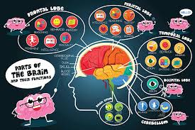 Image result for Frontal Lobe