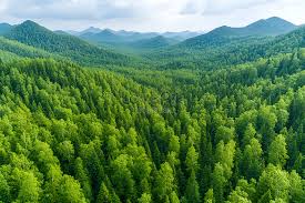 ‫غابة‬‎ ile ilgili görsel sonucu