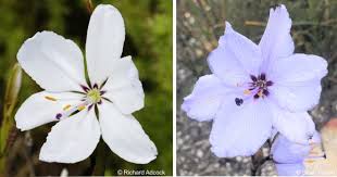 Image result for Aristea