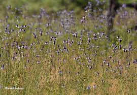 Image result for Pycnostachys reticulata
