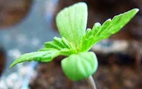 No dependerá solo de las condiciones del agua, la humedad o la oxigenación, también tendremos que tener en cuenta la calidad de la semilla, su. Como Sembrar Marihuana Con Exito El Huerto Urbano El Huerto En Casa