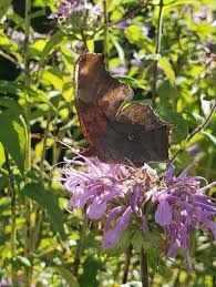 Image result for Ottelia cylindrica