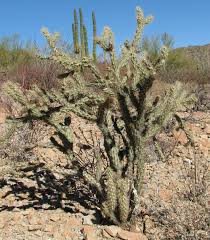 I live in the heart of the cholla belt of se colorado, where this beautiful plant grows in abundance along with a few species of yucca and several opuntiads. Cylindropuntia Acanthocarpa Wikipedia