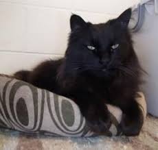 Adopt Bael On Petfinder Black Cat Cats Dog Cat