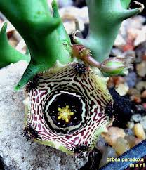 Image result for Orbea paradoxa