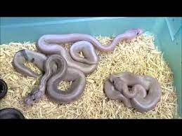Ball pythons originate from africa. Banana Super Cinnamon Something Youtube